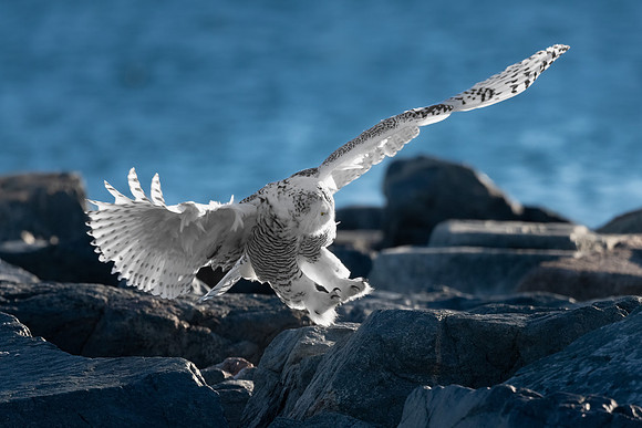 Sticking the Landing. Coastal New England. December 2021.