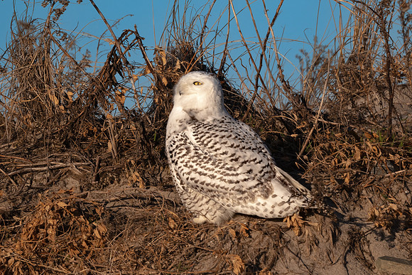 Good Morning Sunshine. Snowy Owl. Coastal New England. December 2021.