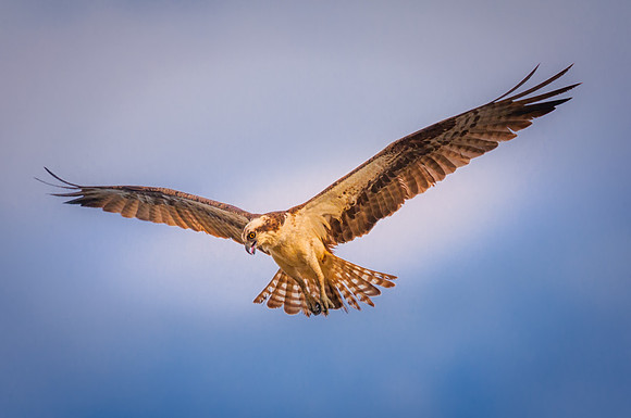 Osprey Looking for Fish, South Bill Pool, Plum Island, MA