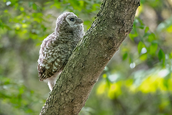Barred Owlet First Climb.  Eastern Massachusetts, USA.