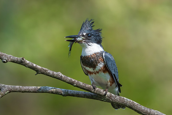Belted Kingfisher with Fish, Hudson, NH. Summer 2020