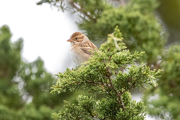 Clay Colored Sparrow. Parker River Wildlife Reserve, Fall 2020