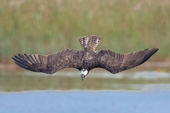 Dive-bomber.  Osprey Fishing, Parker River Wildlife Reserve, Fall 2020
