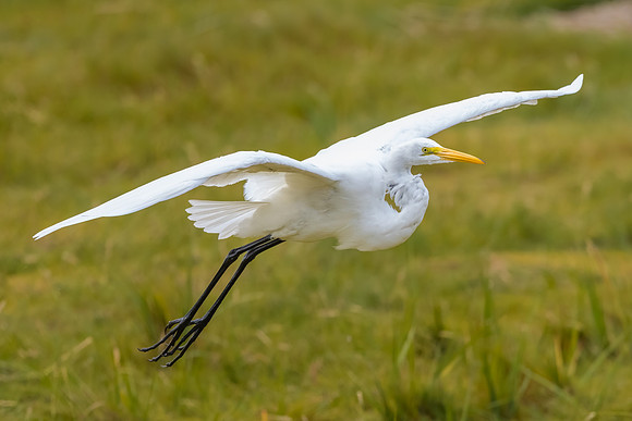 Great Egret Landing, Parker River Wildlife Reserve, Fall 2020