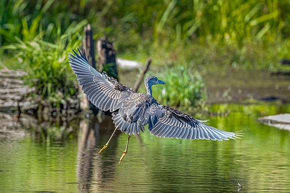 Yellow Crowned Night Heron, Middletown, RI. Summer 2020