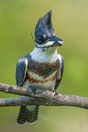 Male Belted Kingfisher with Fish, Hudson, NH. Summer 2020