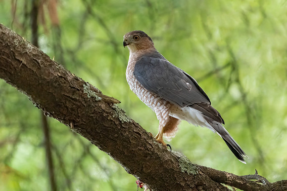 Cooper's Hawk with Squirrel . Hudson, NH. Summer 2020