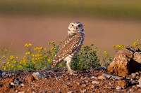 Burrowing Owl Standing Tall.  Scottsdale, AZ. 2024.