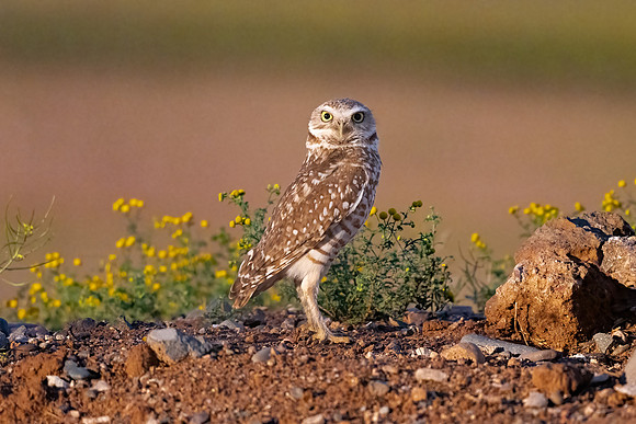 Burrowing Owl Standing Tall.  Scottsdale, AZ. 2024.