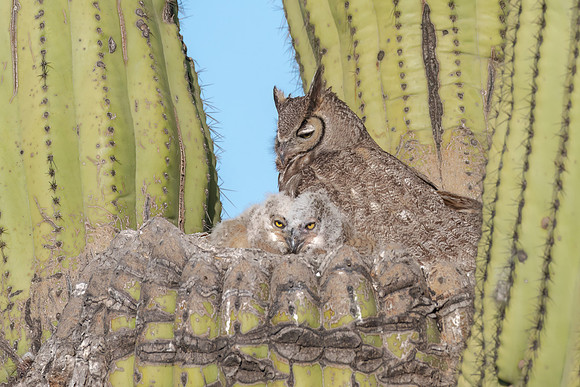 Mirrir Image.  Great Horned Owlets and Mom.  Scottsdale, AZ. 2024.