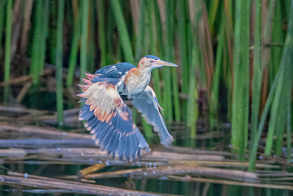 Least Bittern Flying.  Reparion Preserve, Mesa, AZ. 2024.