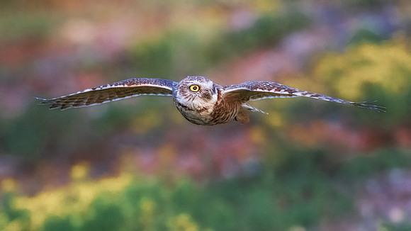 Burrowing Owl Flying Low.  Scottsdale, AZ. 2024.