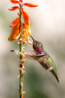 Anna's Hummingbird.  Mesa, Arizona. 2024.