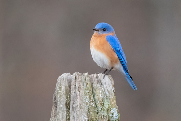 Bluebird on Post.  Monson Settlement, Milford, NH. 2024.
