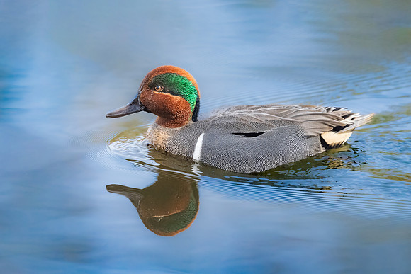 Green-winged Teal.  Horn Pond, MA. 2024.