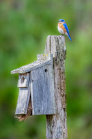 Bluebird on Post.  Monson Settlement, Milford, NH. 2024.