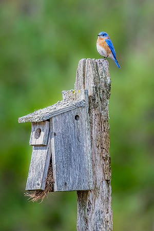 Bluebird on Post.  Monson Settlement, Milford, NH. 2024.