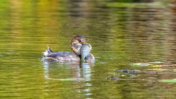 Pied-Billed Grebe with Sunfish, Hudson, NH. Fall 2020