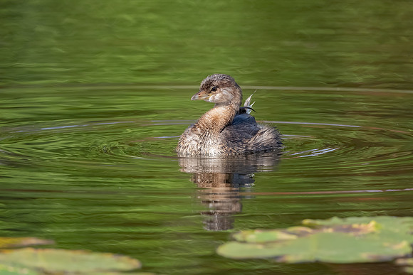 Too Cute. Pied-Billed Grebe, Hudson, NH. Fall 2020