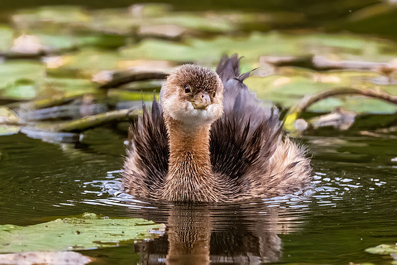 Pied-Billed Grebe Flirting, Hudson, NH. Fall 2020.