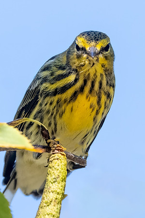 Juvenile Cape May Warbler, Parker River Wildlife Refuge, Fall 2020