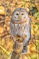 Barred Owl in Golden Light. Hudson, NH. Winter 2020.