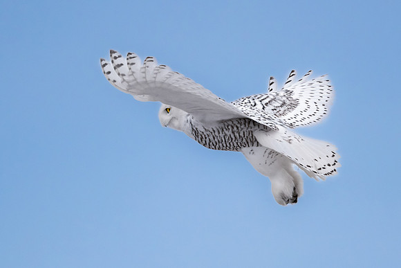 Snowy Owl Hovering.  Coastal New England, USA. December 2021.