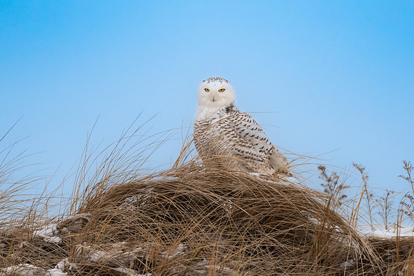 Snowy Owl On the Dune.  Coastal New England, USA. December 2021.
