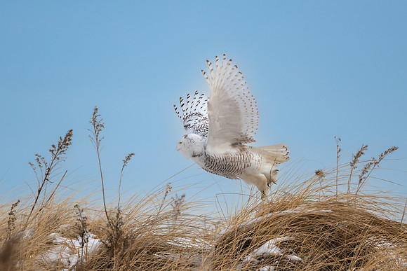 Snowy Owl Take Off.  Coastal New England, USA. December 2021.