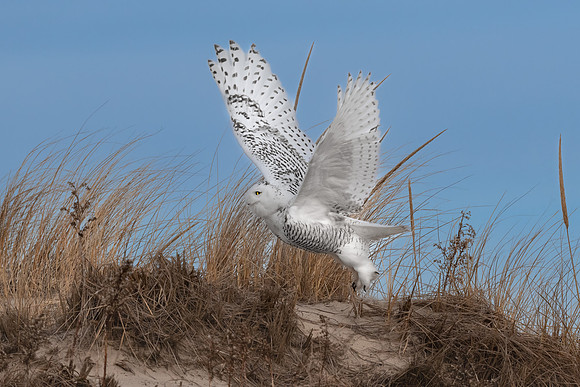 Snowy Owl Take Off.  Coastal New England, USA. December 2021.