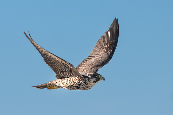 Peregrine Falcon Flying.  Hampton Beach State Park, New Hampshire. December 2021.