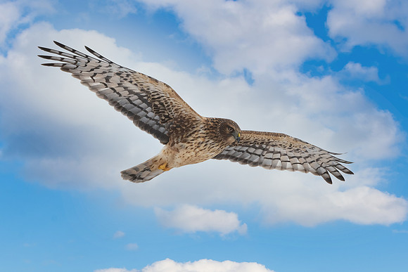 Northern Harrier Soaring Hampton Beach State Park, New Hampshire. December 2021.