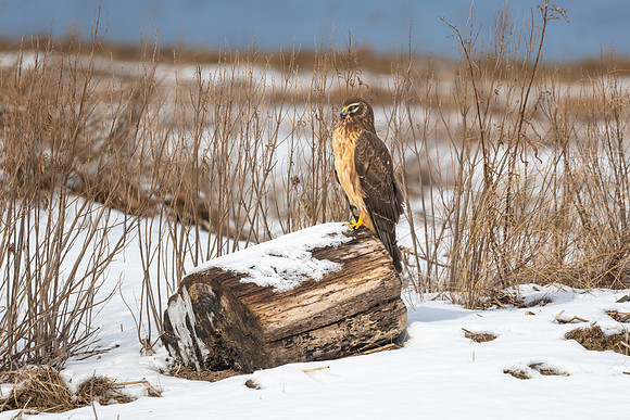 Northern Harrier Perched. Salisbury, Massachusetts. December 2021.