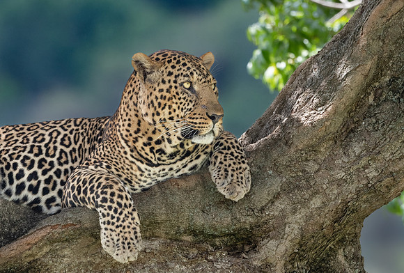 Mighty Shujaa Leopard.  Mara Conservancy, Kenya.  September 2021.