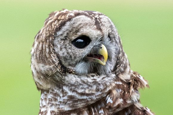 Barred Owl Head Shot, Exeter, NH 2020