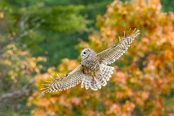 Uplifting.  Barred Owl, Chester, NH 2020