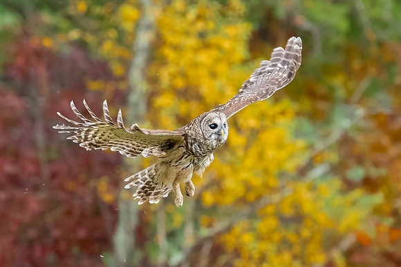 Barred Owl in Fall Colors, Fremont, NH 2020
