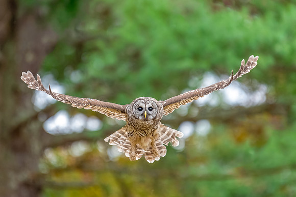 Right at Me.  Barred Owl, Chester, NH