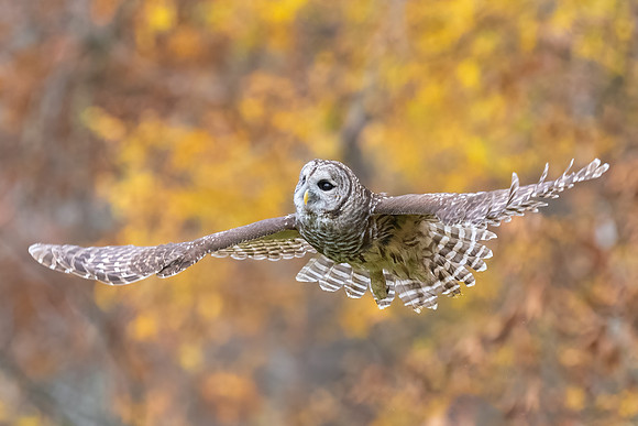 Contentment.  Barred Owl Flying in Fall. Epping, NH 2020.
