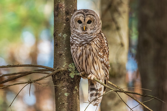 Barred Owl Roosting, Hudson, NH 2020