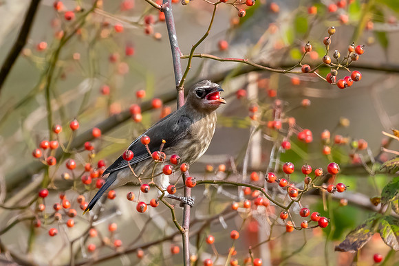 Berry Breakfast, Cedar Waxwing, Hudson, NH