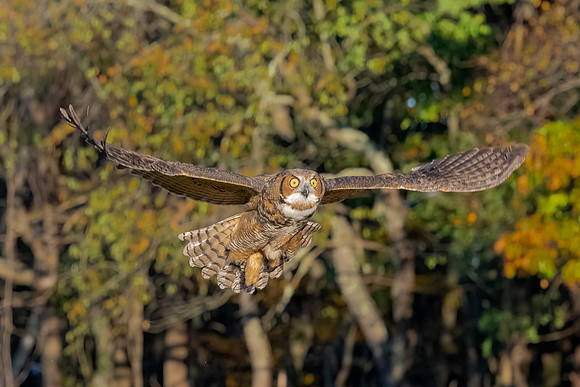 Fly By. Great Horned Owl I. Rye, NH.