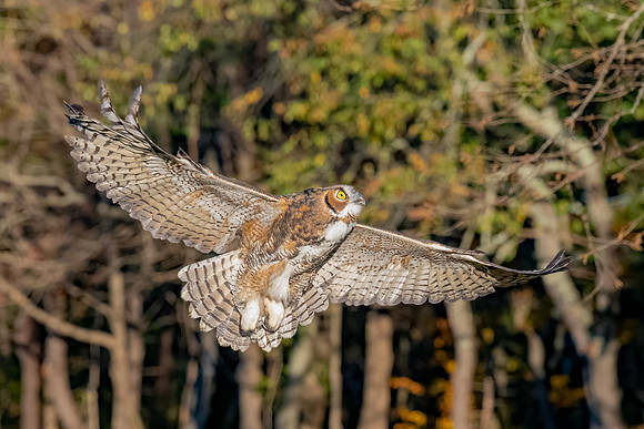 Up, Up and Away.  Great Horned Owl III. Rye, NH.
