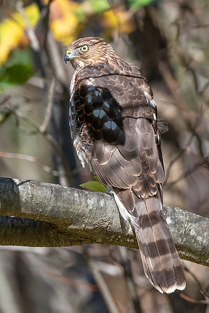 Cooper's Hawk Perched.  Hudson, Nh