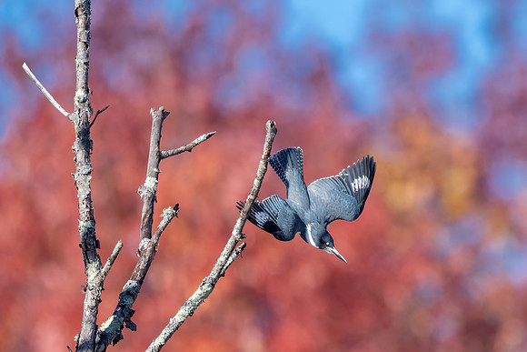 High Dive.  Kingfisher, Hudson, NH
