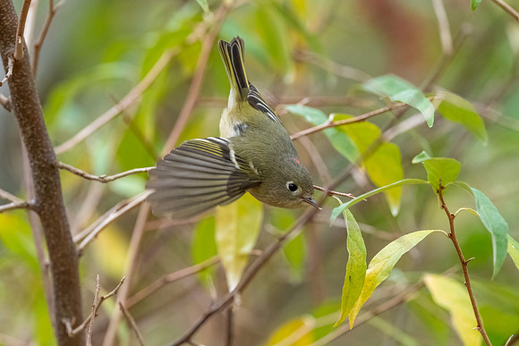 Ruby Crowned Kinglet, Hudson, NH