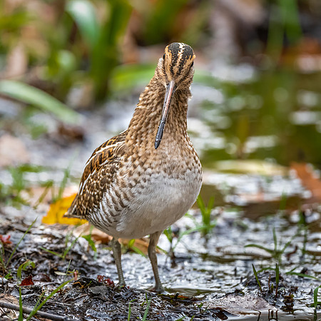 Pleased too Meet You. Wilson's Snipe. Hudson, NH