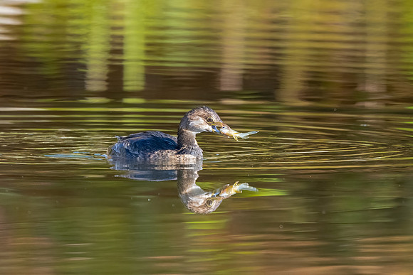 Fresh Catch, Pied-Bill Grebe. Hudson, NH