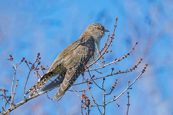 Common Cuckoo Perched, Johnston, RI November 2020