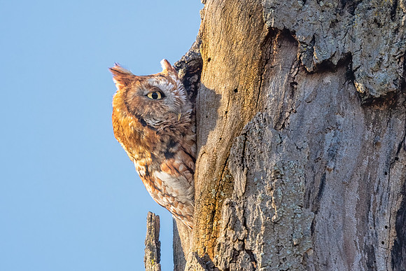High Alert. Screech Owl, Waltham, Massachusetts